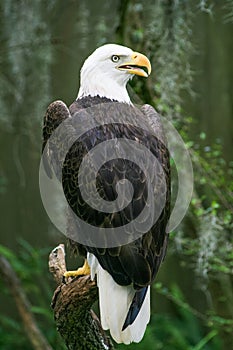 Bald Eagle in Tampa Florida Zoo photo
