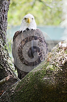 Bald eagle