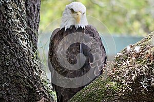 Calvo águila 