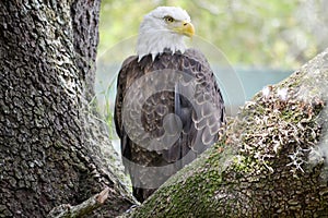 Bald eagle