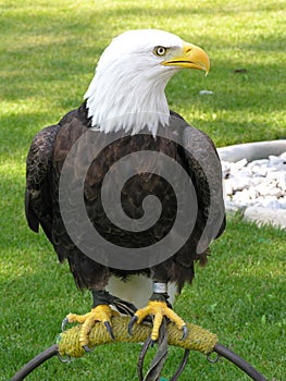 Bald Eagle Tethered