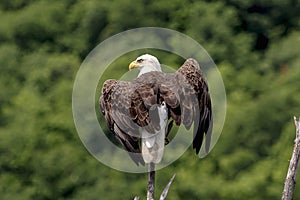 Bald Eagle in Ticonderoga, NY