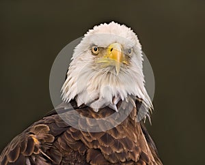 Bald Eagle Tight Portrait