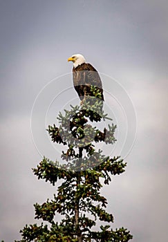 Bald eagle on top of a tree in British Columbia, Canada.