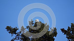 Bald eagle on a tree