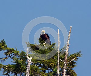 A bald eagle on top of a tree on a summer day.