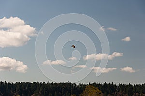 A bald eagle traverses Billy Frank Jr. Nisqually National Wildlife Refuge, WA, USA