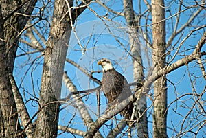 A Bald Eagle in a Tree