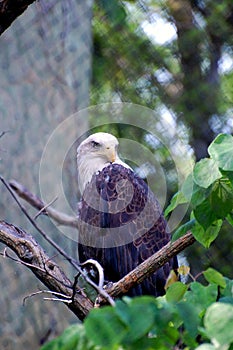 Bald eagle in tree