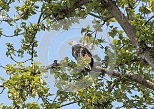 Bald Eagle in a tree on Alki Beach, Seattle, Washington