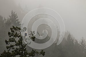 Bald Eagle in a tree in a foggy forest