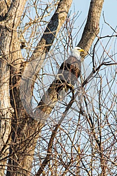 Bald Eagle in Tree at Riverlands Migratory Bird Sanctuary