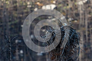 Bald Eagle tree top Nest