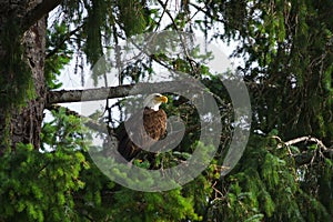 Bald Eagle