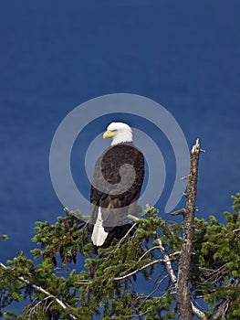 Bald Eagle on Treetop photo