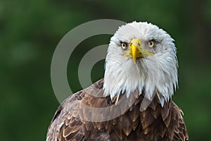 Bald eagle upclose