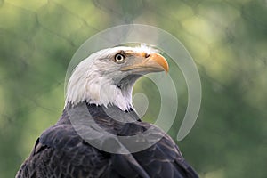Bald Eagle With a Very Serious Look