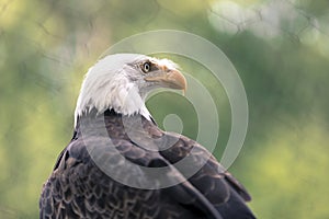 Bald Eagle With a Very Serious Look