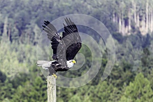 Bald eagle