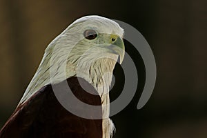 Bald Eagle at VOC park