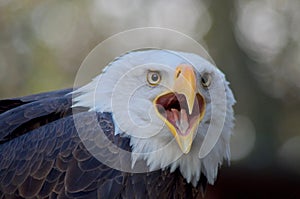 Bald eagle vocalizes with open beak towards camera