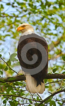 Bald Eagle