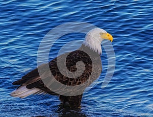 Bald Eagle, Washington State