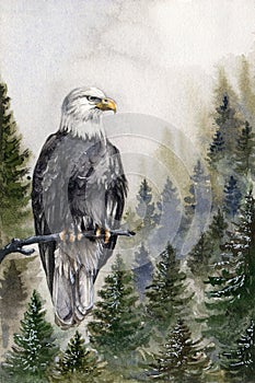 Bald eagle watrecolor illustration. Hand drawn America predator bird on the tree branch in the mountain forest. American