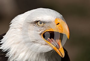Bald Eagle with wide-open mouth photo