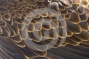 Bald Eagle Wing Feathers Background