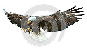 Bald eagle winged vector.