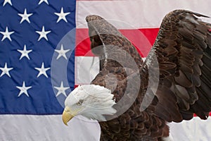 Bald Eagle with wings arched and the American Flag