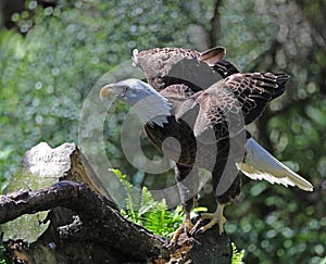 Bald eagle wings out.