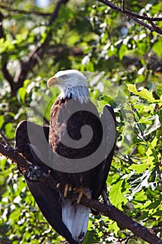 Bald Eagle Wings Slightly Spread in Tree