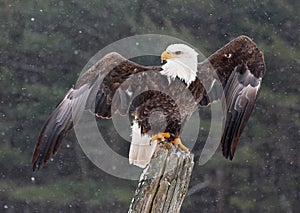 Bald Eagle with Wings Stretched