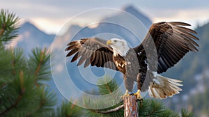 Bald Eagle Wings Taking Off from Pine Branch