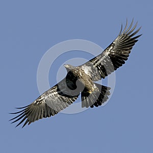 Bald Eagle Young Immature photo