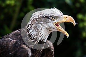 Bald Eagle