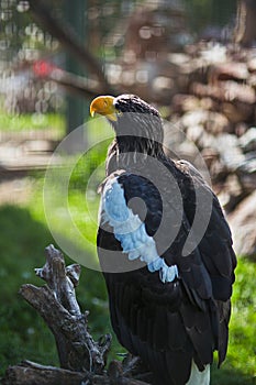 Bald eagle in the zoo