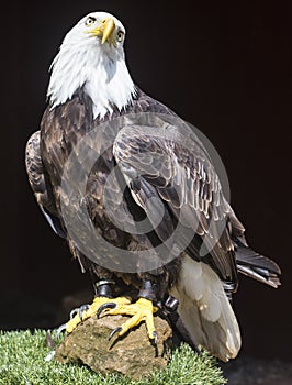 Bald eagle