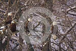 Bald Eagles