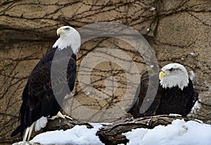 Bald Eagles