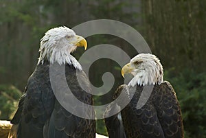 Bald eagles