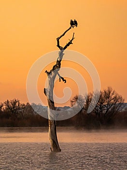 Bald Eagles