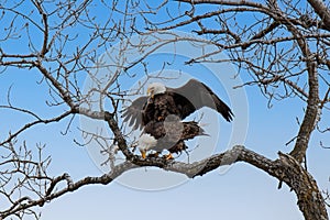 Bald Eagles