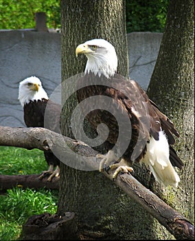 Bald Eagles