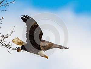 Bald Eagles