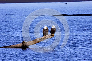 Bald Eagles  806937