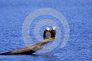 Bald Eagles  806959