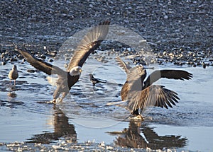 Bald eagles in Alaska fighting over salmon in a river close-up